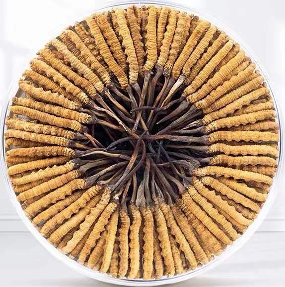 文成冬虫夏草回收